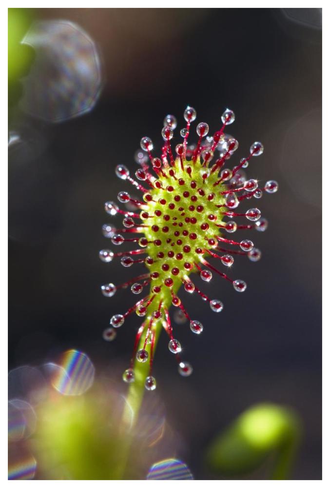 Oblong-leaved Sundew with dew which attracts and catches prey, Bavaria, Germany-Paper Art-42"x62"