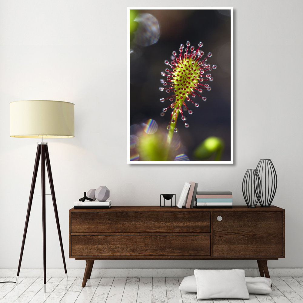Oblong-leaved Sundew with dew which attracts and catches prey, Bavaria, Germany-Paper Art-42&quotx62"