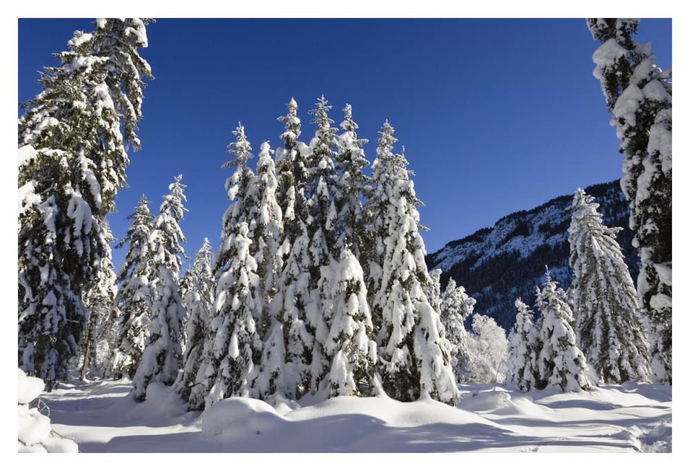 Coniferous forest in winter, Wetterstein Mountains, Alps, Upper Bavaria, Germany-Paper Art-20"x14"