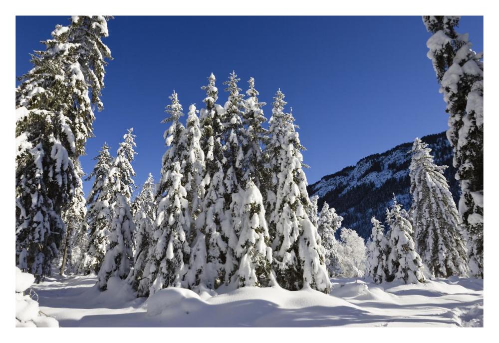 Coniferous forest in winter, Wetterstein Mountains, Alps, Upper Bavaria, Germany-Paper Art-32"x22"