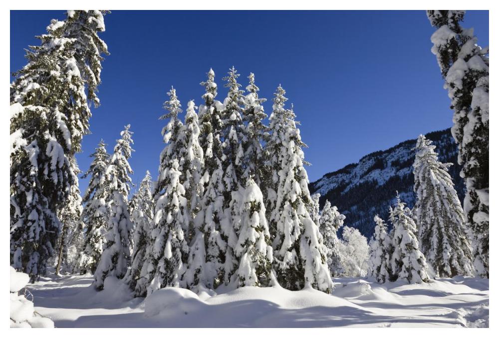 Coniferous forest in winter, Wetterstein Mountains, Alps, Upper Bavaria, Germany-Paper Art-50"x34"