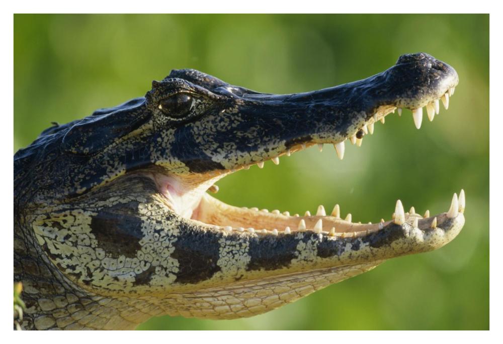 Jacare Caiman or Paraguay Caiman thermoregulating by opening jaws, Pantanal, Brazil-Paper Art-38"x26"