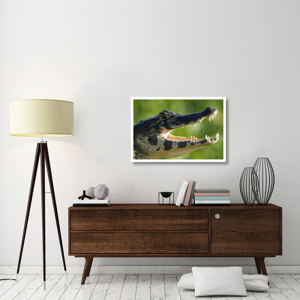 Jacare Caiman or Paraguay Caiman thermoregulating by opening jaws, Pantanal, Brazil-Paper Art-38&quotx26"