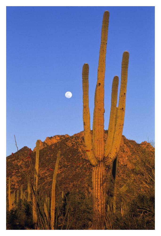 Saguaro cactus in desert landscape, Sonoran Desert, Saguaro National Monument, Arizona-Paper Art-14"x20"