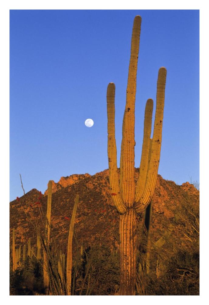 Saguaro cactus in desert landscape, Sonoran Desert, Saguaro National Monument, Arizona-Paper Art-22"x32"