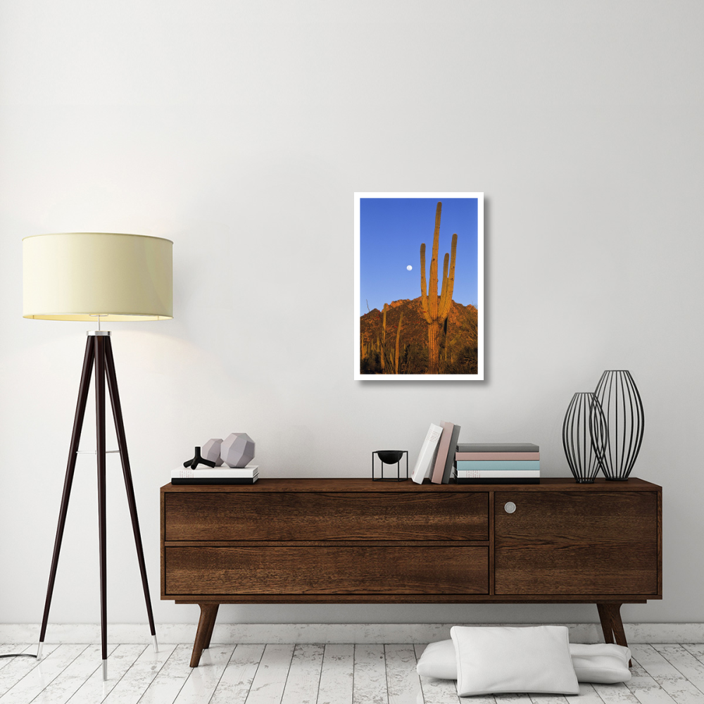Saguaro cactus in desert landscape, Sonoran Desert, Saguaro National Monument, Arizona-Paper Art-22&quotx32"