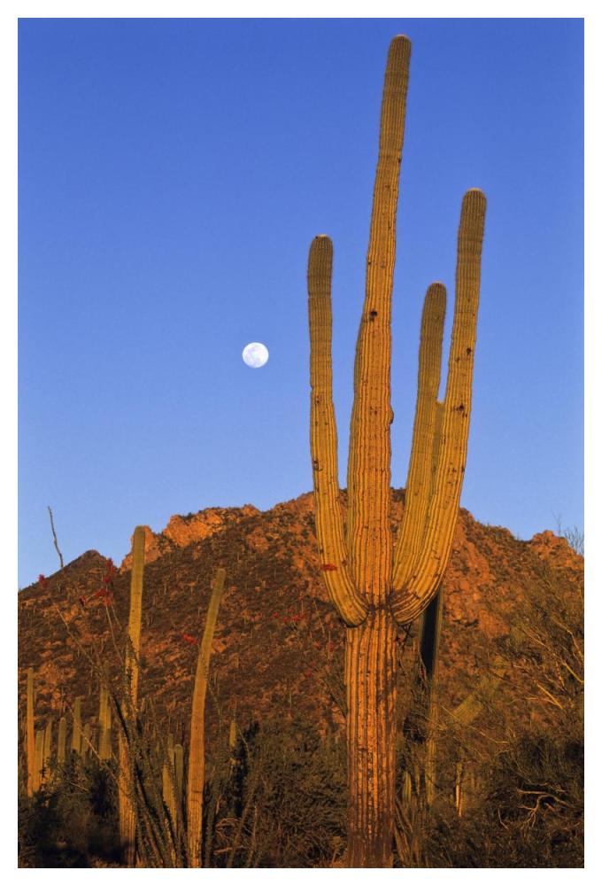 Saguaro cactus in desert landscape, Sonoran Desert, Saguaro National Monument, Arizona-Paper Art-34"x50"