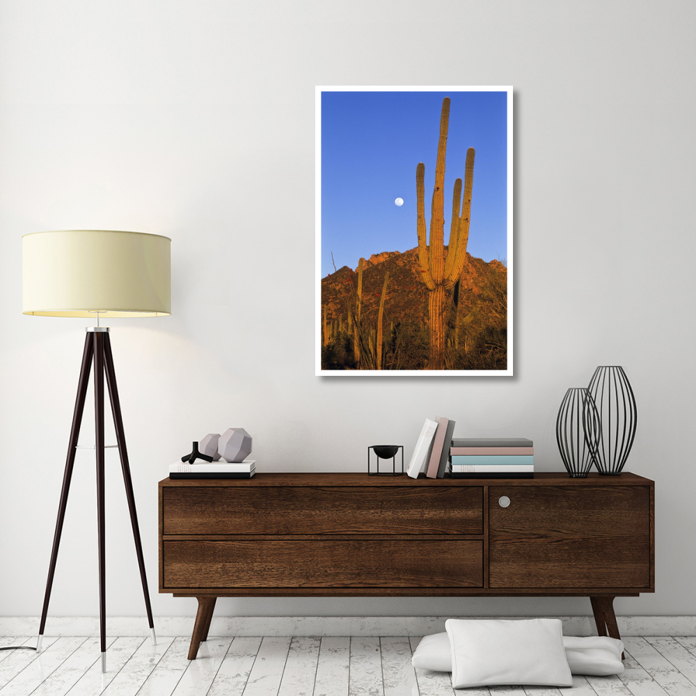 Saguaro cactus in desert landscape, Sonoran Desert, Saguaro National Monument, Arizona-Paper Art-34&quotx50"