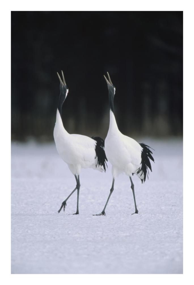 Red-crowned Crane pair calling during courtship dance at their wintering grounds, Hokkaido, Japan-Paper Art-18"x26"