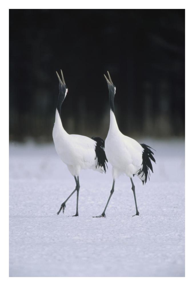 Red-crowned Crane pair calling during courtship dance at their wintering grounds, Hokkaido, Japan-Paper Art-22"x32"