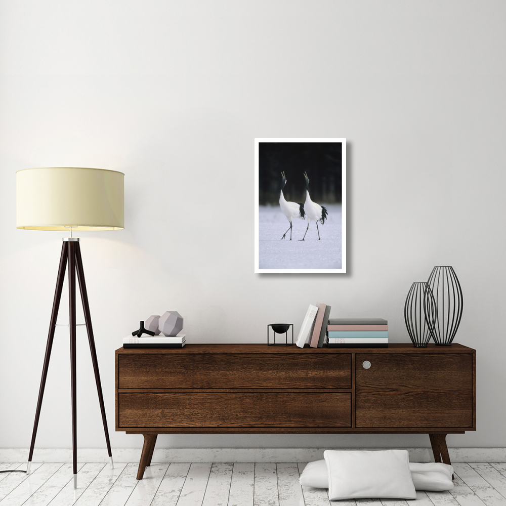 Red-crowned Crane pair calling during courtship dance at their wintering grounds, Hokkaido, Japan-Paper Art-22&quotx32"