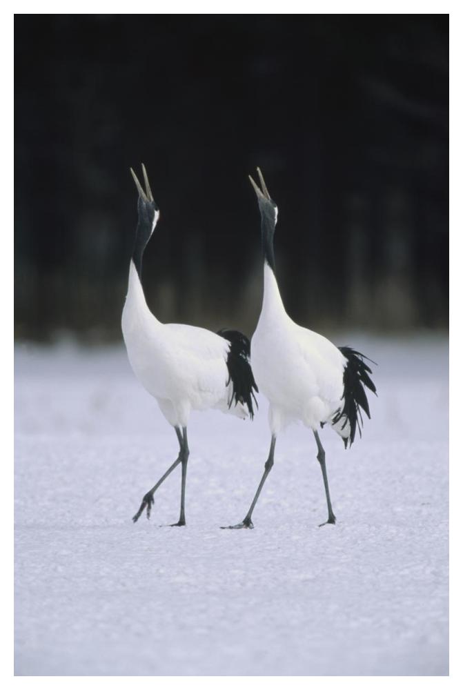Red-crowned Crane pair calling during courtship dance at their wintering grounds, Hokkaido, Japan-Paper Art-34"x50"
