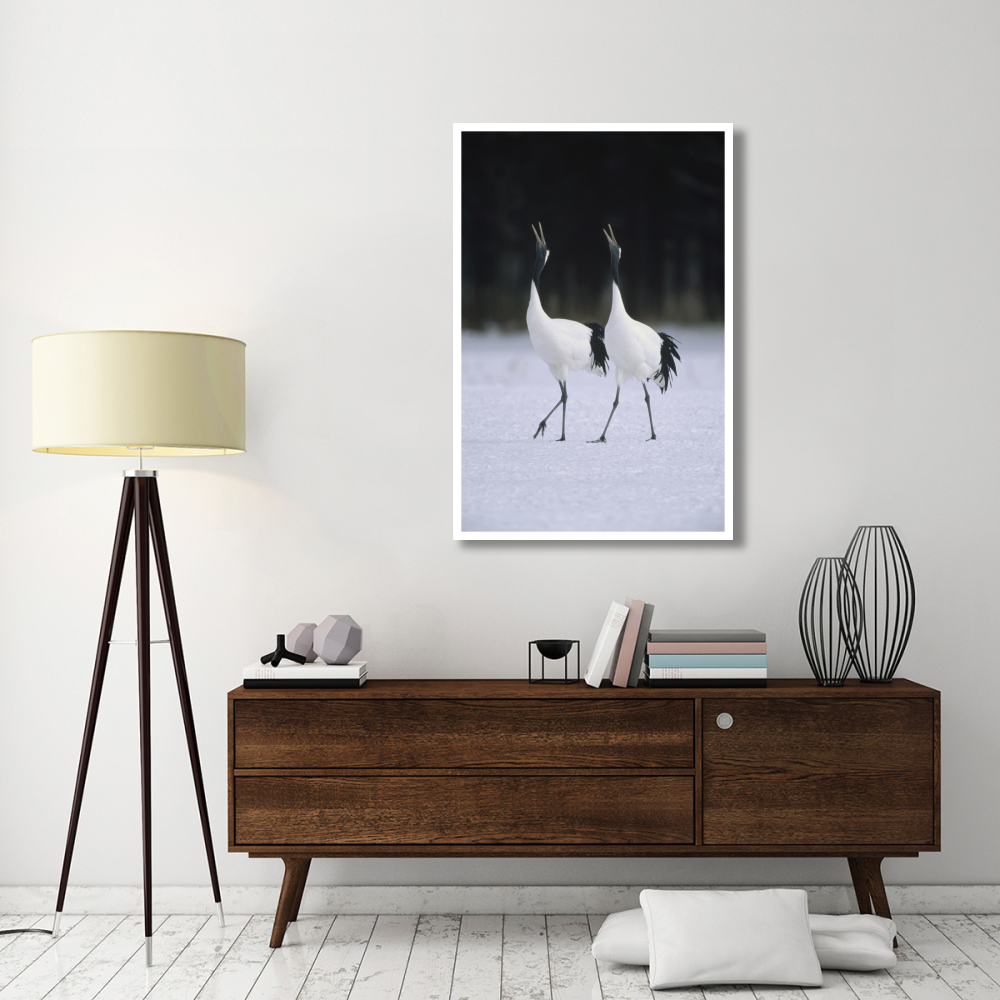 Red-crowned Crane pair calling during courtship dance at their wintering grounds, Hokkaido, Japan-Paper Art-34&quotx50"