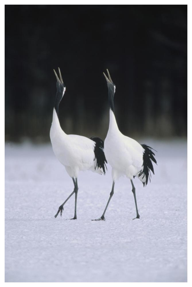 Red-crowned Crane pair calling during courtship dance at their wintering grounds, Hokkaido, Japan-Paper Art-42"x62"
