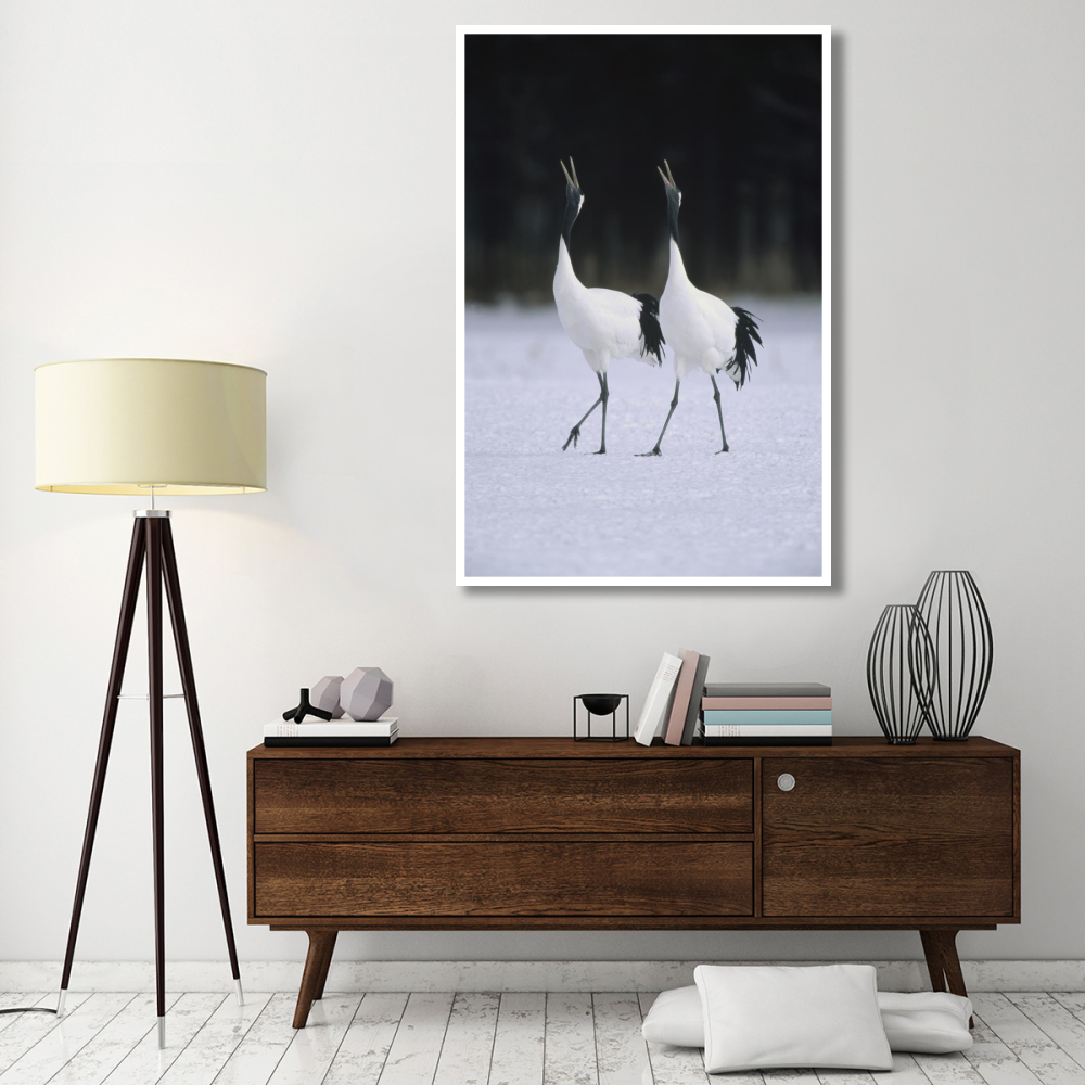 Red-crowned Crane pair calling during courtship dance at their wintering grounds, Hokkaido, Japan-Paper Art-42&quotx62"