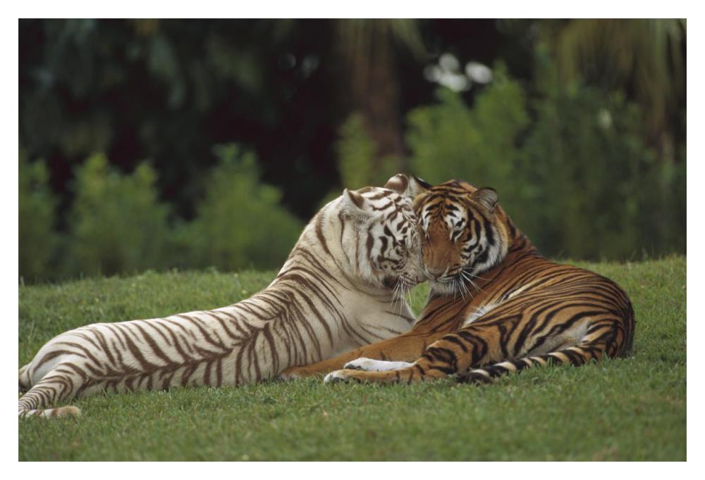 Bengal Tiger affectionate pair, one with normal coloration and the other a melanistic white morph, India-Paper Art-20"x14"