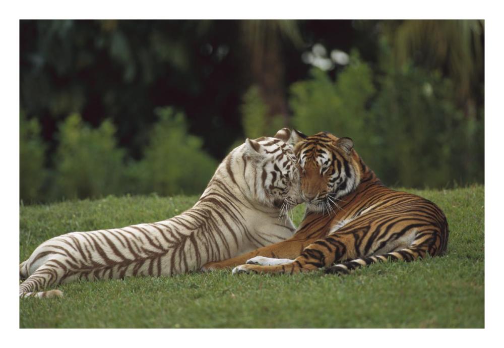 Bengal Tiger affectionate pair, one with normal coloration and the other a melanistic white morph, India-Paper Art-26"x18"