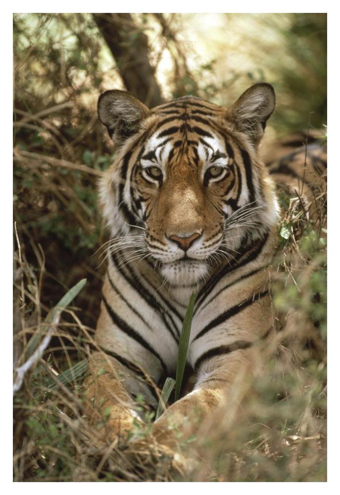Bengal Tiger portrait, Ranthambore National Park, India-Paper Art-14"x20"