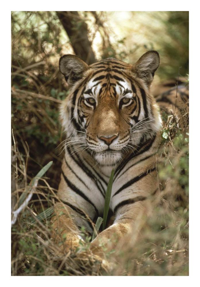 Bengal Tiger portrait, Ranthambore National Park, India-Paper Art-18"x26"