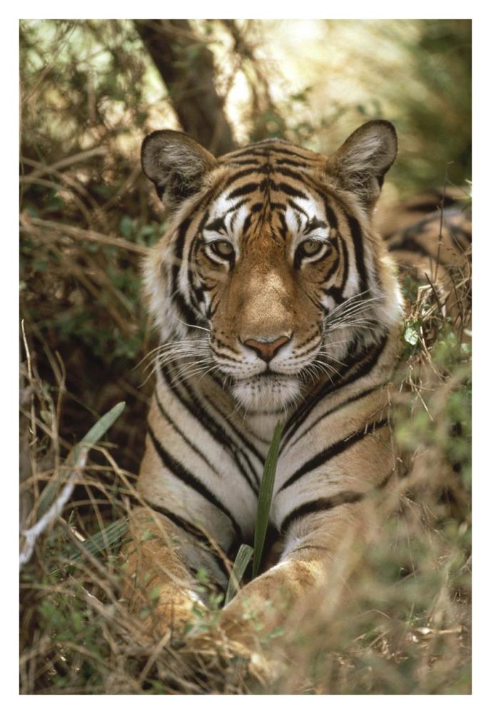 Bengal Tiger portrait, Ranthambore National Park, India-Paper Art-26"x38"