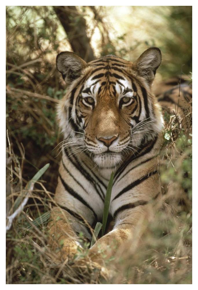 Bengal Tiger portrait, Ranthambore National Park, India-Paper Art-34"x50"