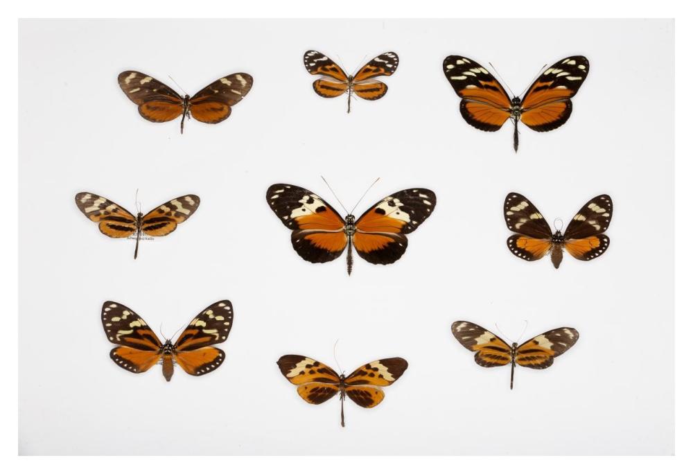 Butterflies-Paper Art-20"x14"