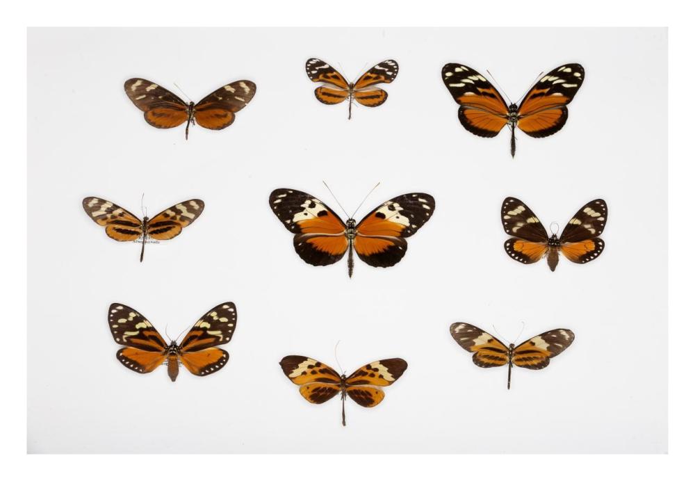 Butterflies-Paper Art-26"x18"