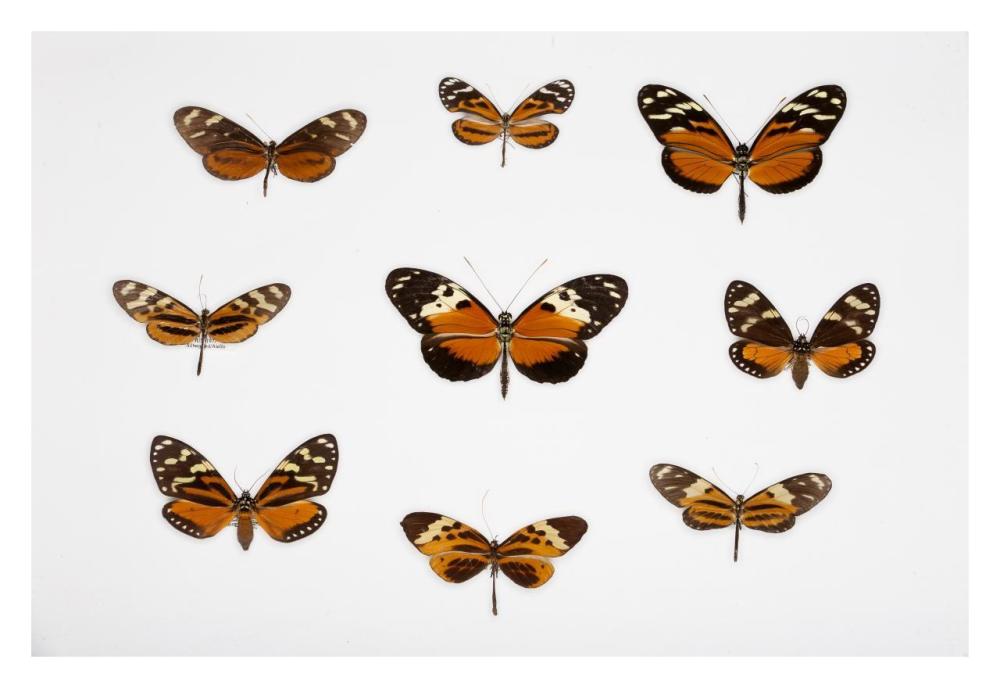 Butterflies-Paper Art-32"x22"