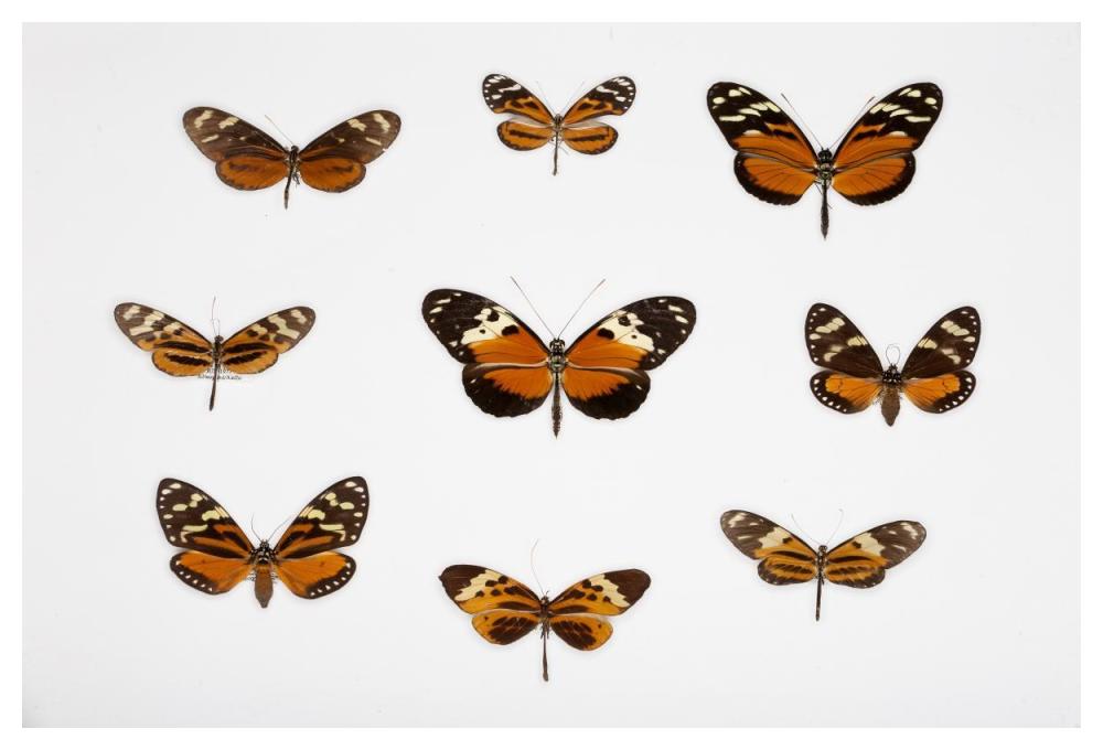 Butterflies-Paper Art-50"x34"