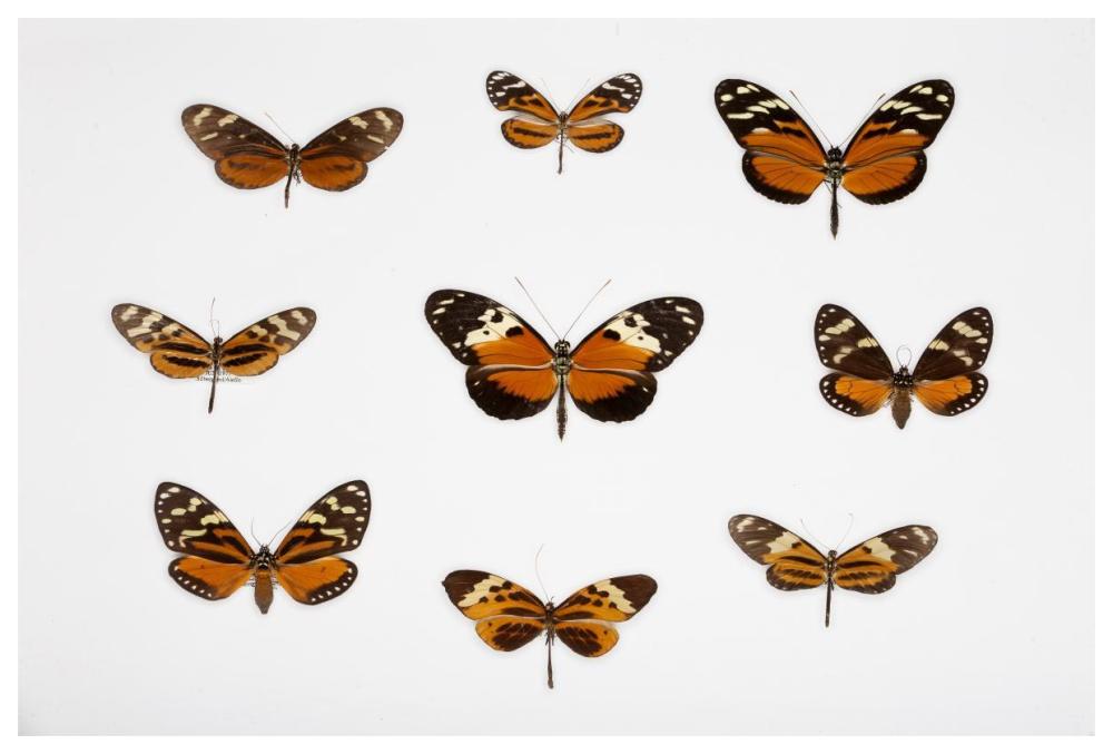 Butterflies-Paper Art-62"x42"