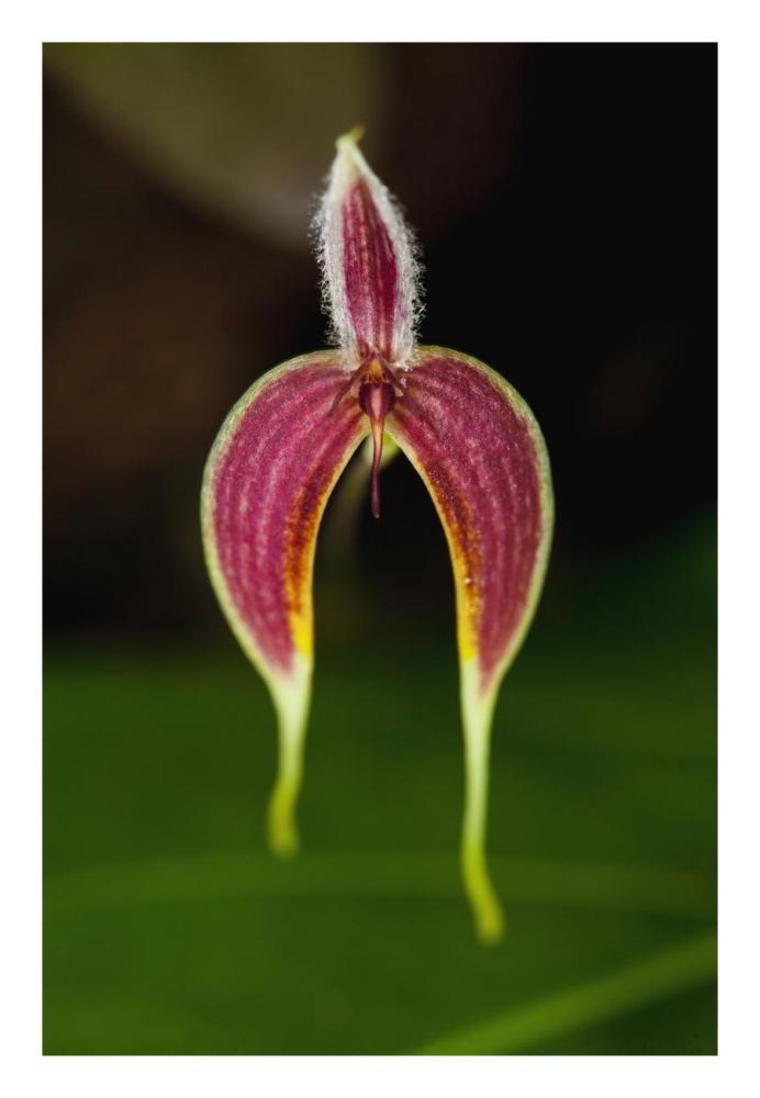 Orchid flower, Sabah, Borneo, Malaysia-Paper Art-18"x26"
