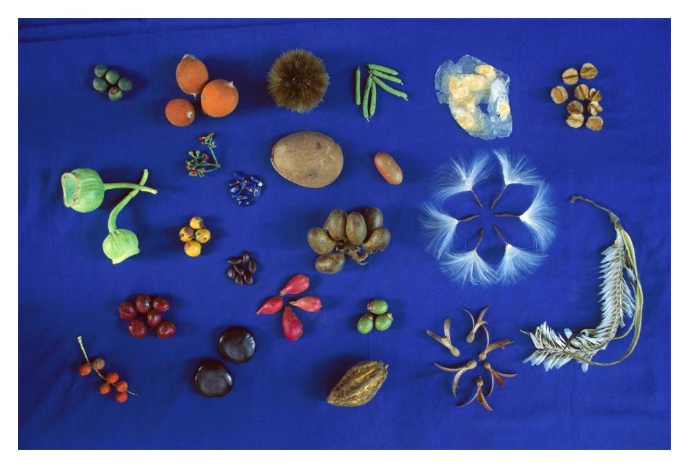 Seed diversity, Barro Colorado Island, Panama-Paper Art-20"x14"