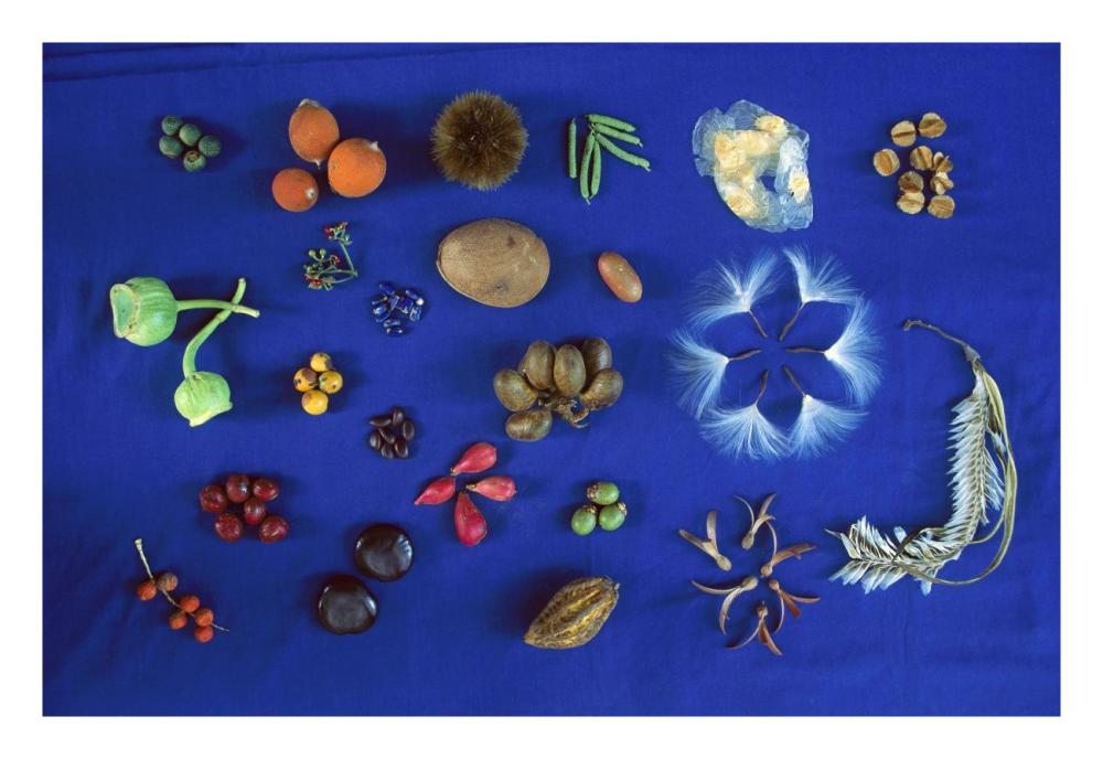 Seed diversity, Barro Colorado Island, Panama-Paper Art-26"x18"