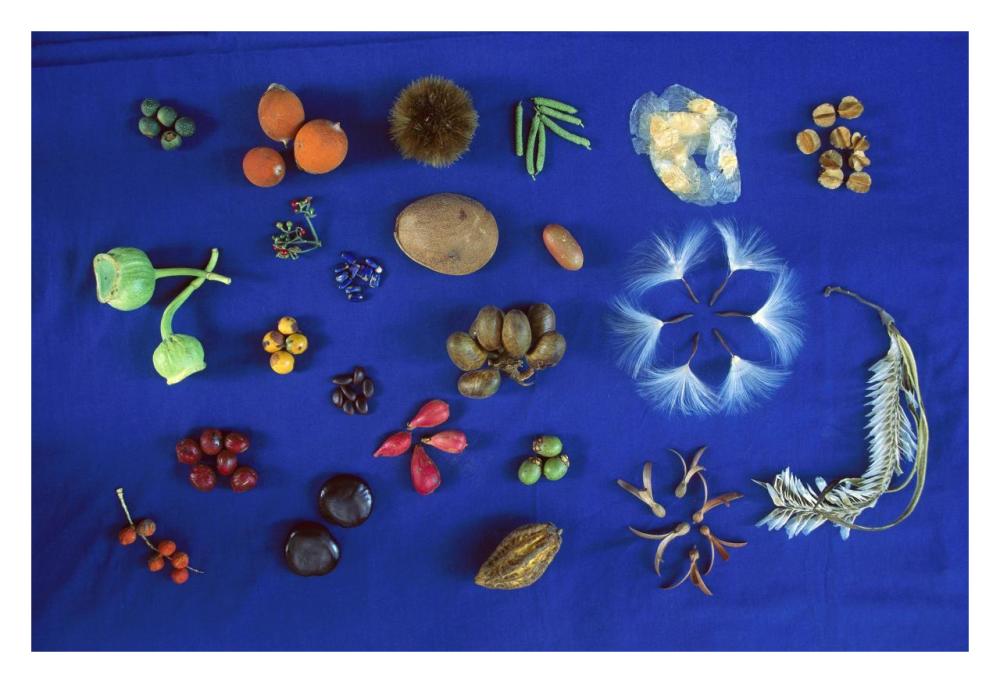 Seed diversity, Barro Colorado Island, Panama-Paper Art-32"x22"