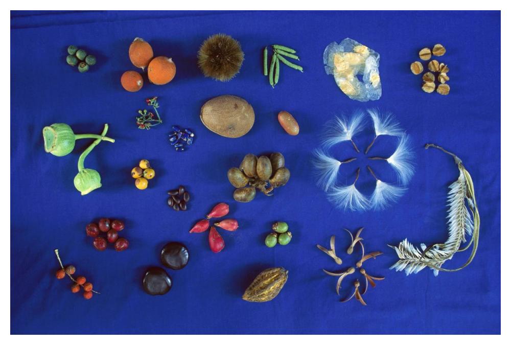 Seed diversity, Barro Colorado Island, Panama-Paper Art-50"x34"