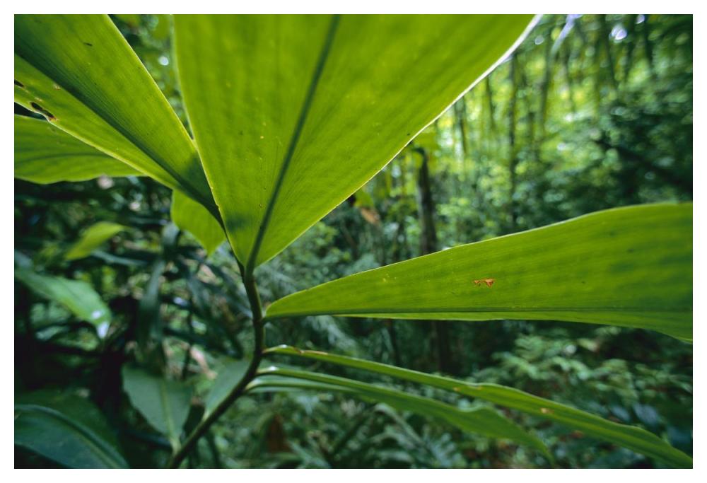 Spiral Ginger leaves, Barro Colorado Island, Panama-Paper Art-50"x34"