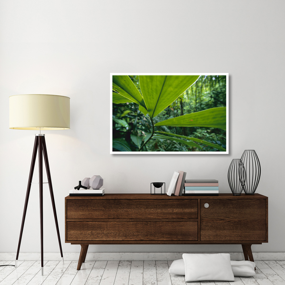 Spiral Ginger leaves, Barro Colorado Island, Panama-Paper Art-50&quotx34"