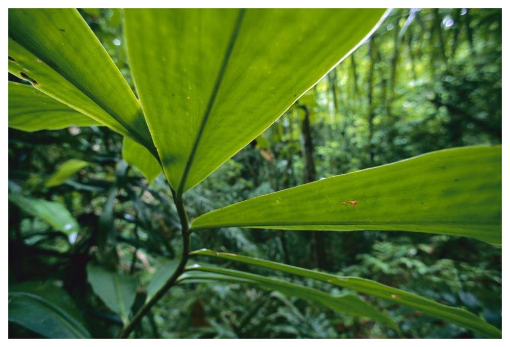 Spiral Ginger leaves, Barro Colorado Island, Panama-Paper Art-62"x42"