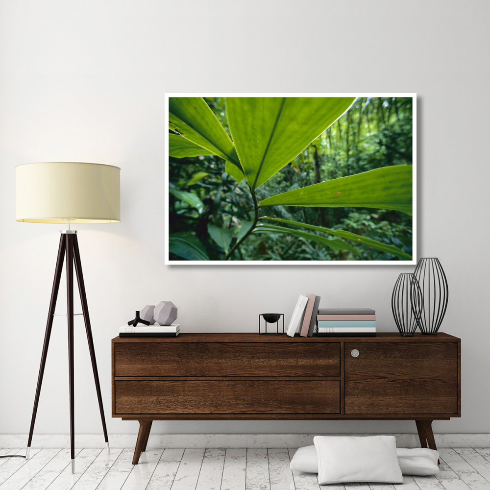 Spiral Ginger leaves, Barro Colorado Island, Panama-Paper Art-62&quotx42"