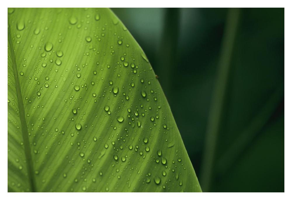 Leaf with water drops, Barro Colorado Island, Panama-Paper Art-20"x14"