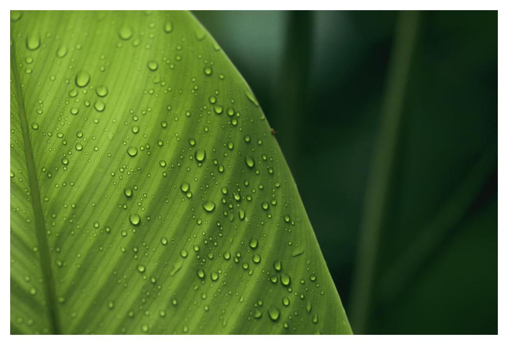 Leaf with water drops, Barro Colorado Island, Panama-Paper Art-50"x34"
