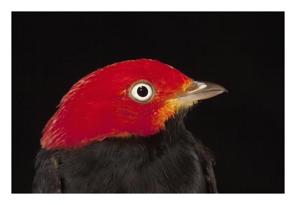 Red-capped Manakin male, Barro Colorado Island, Panama-Paper Art-26"x18"