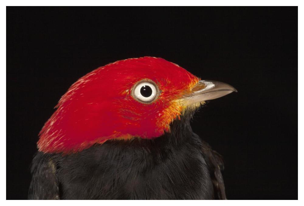 Red-capped Manakin male, Barro Colorado Island, Panama-Paper Art-50"x34"