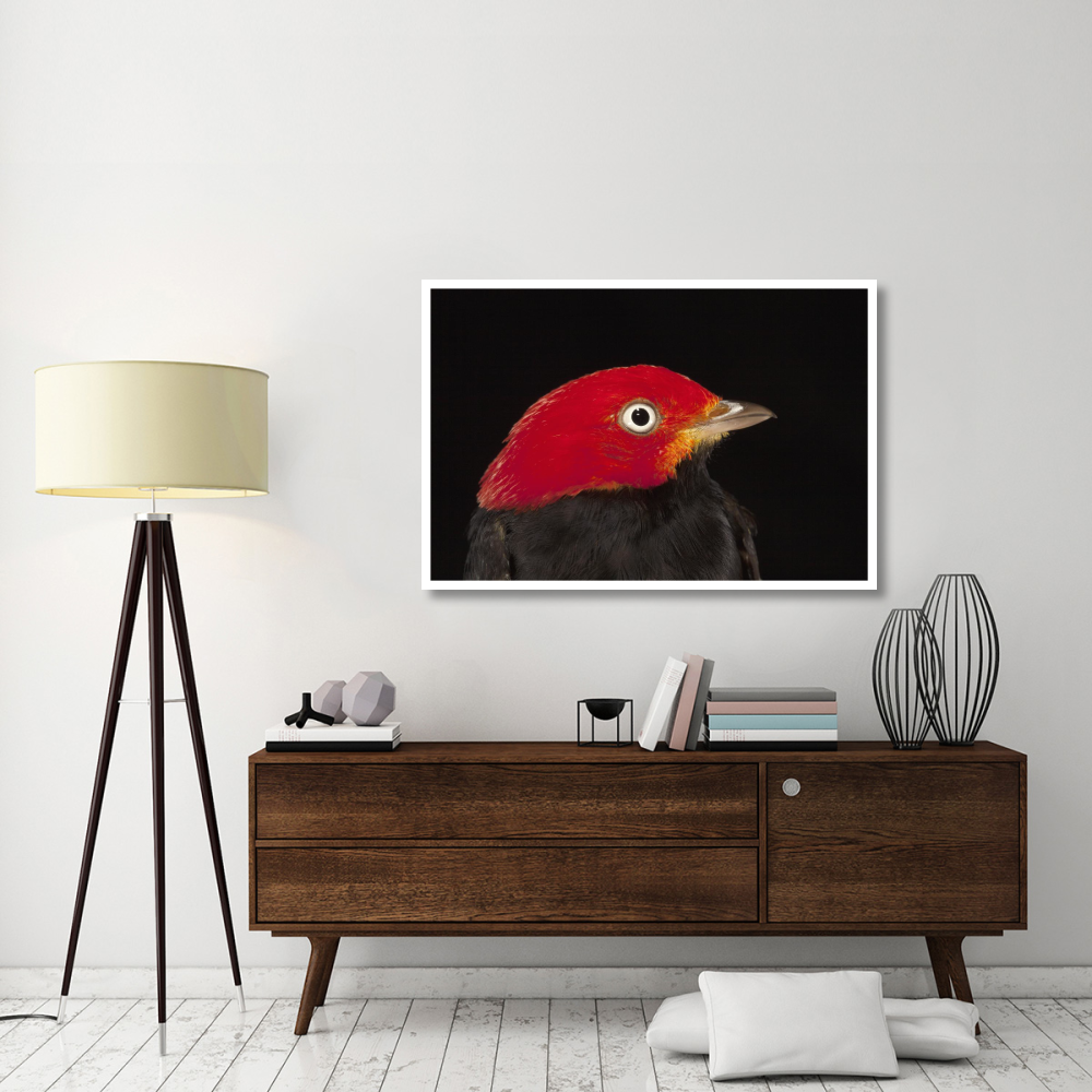 Red-capped Manakin male, Barro Colorado Island, Panama-Paper Art-50&quotx34"