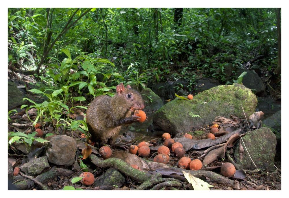 Agouti feeding on seeds, Barro Colorado Island, Panama-Paper Art-38"x26"