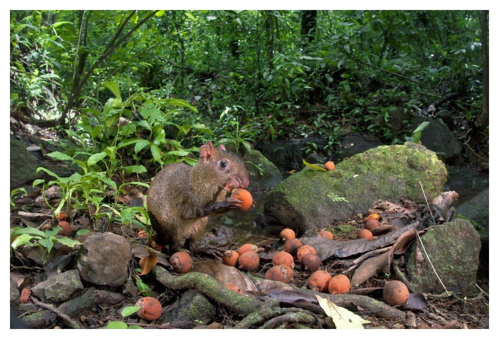 Agouti feeding on seeds, Barro Colorado Island, Panama-Paper Art-50"x34"