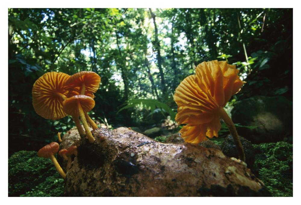Gill Mushroom group on log, Barro Colorado Island, Panama-Paper Art-38"x26"