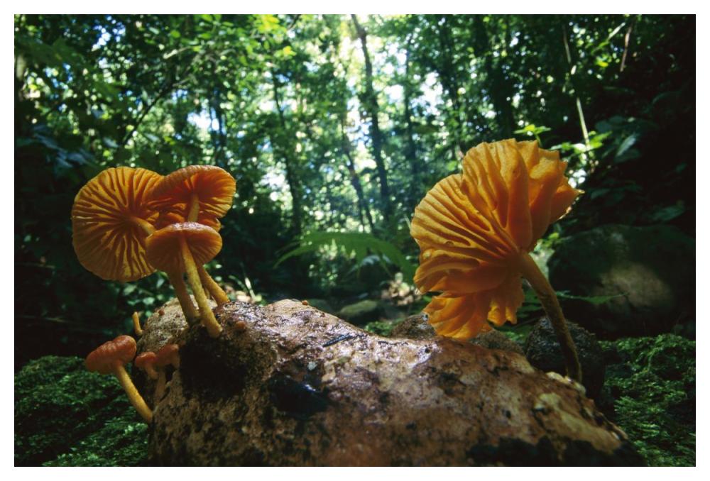 Gill Mushroom group on log, Barro Colorado Island, Panama-Paper Art-50"x34"