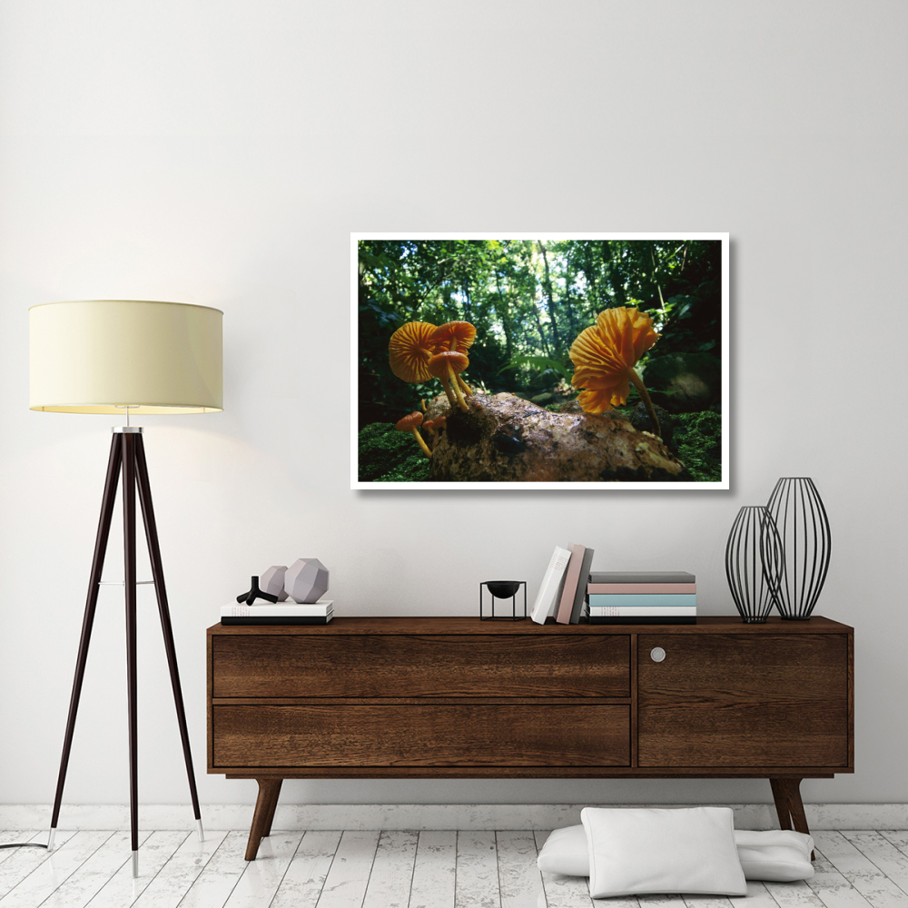 Gill Mushroom group on log, Barro Colorado Island, Panama-Paper Art-50&quotx34"