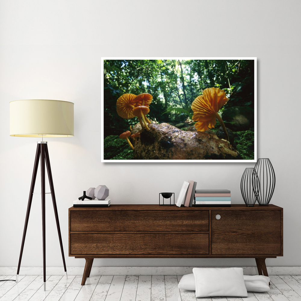 Gill Mushroom group on log, Barro Colorado Island, Panama-Paper Art-62&quotx42"